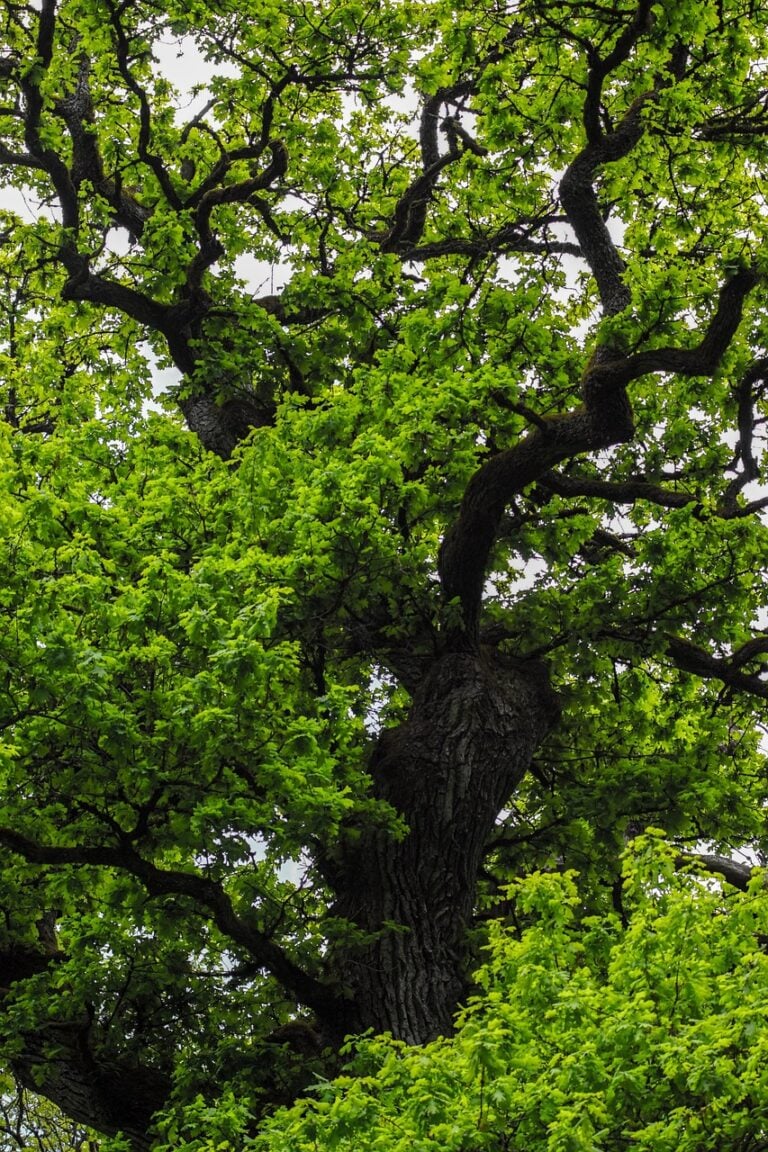 An old oak standing alone in a field