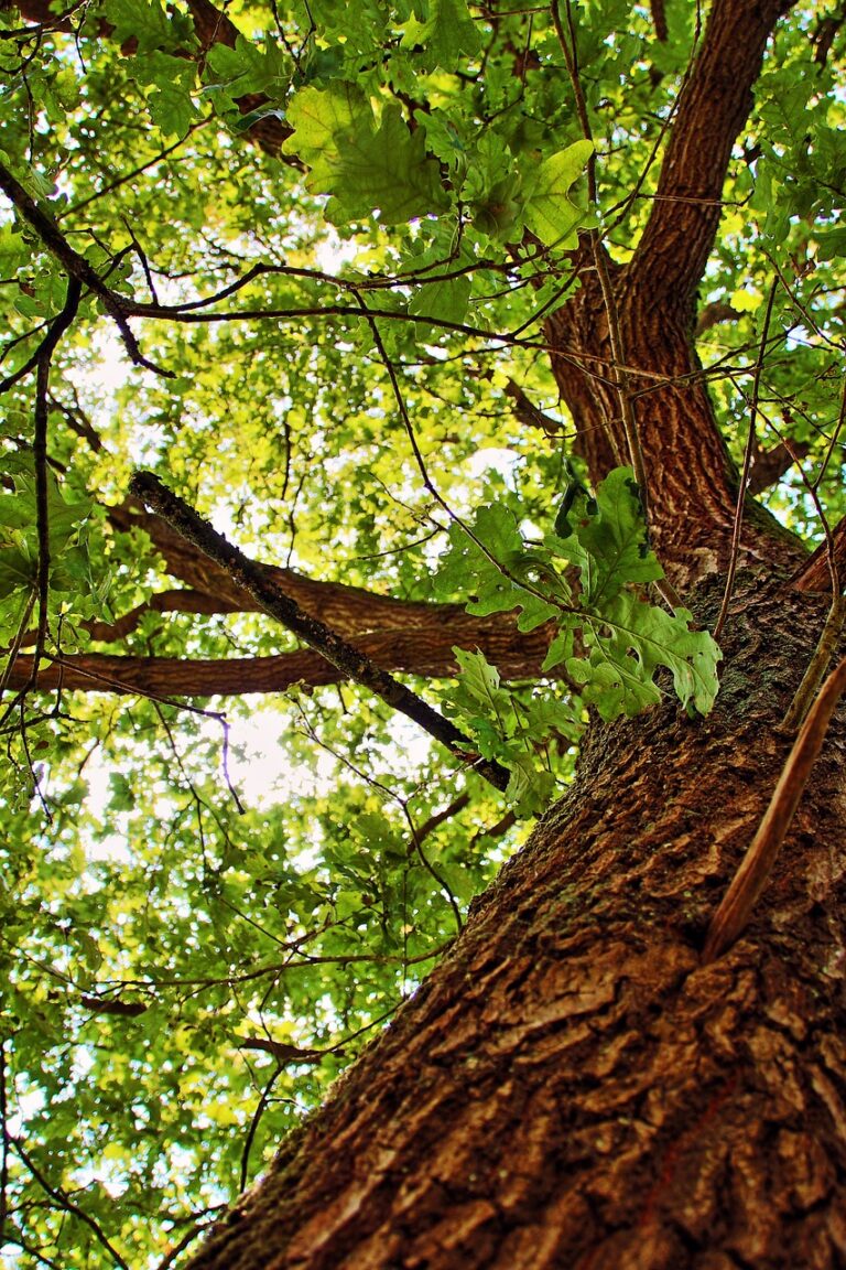 An old tree holding open country