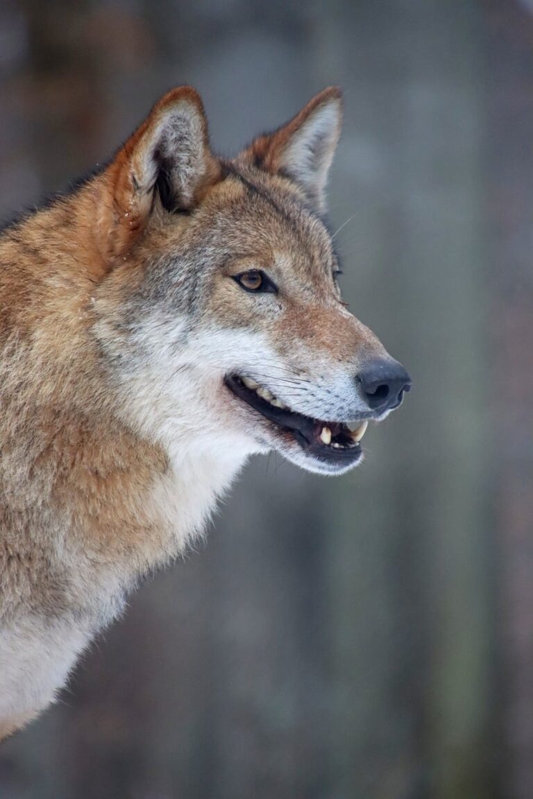 A wolf in open wilderness