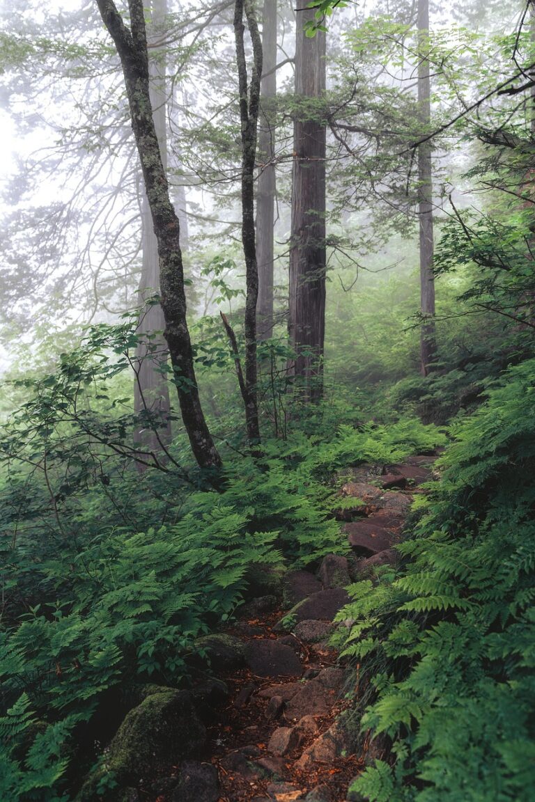 Dense woodland under low cloud
