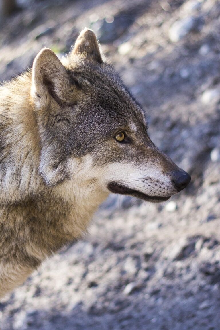 A wolf standing alert at the treeline
