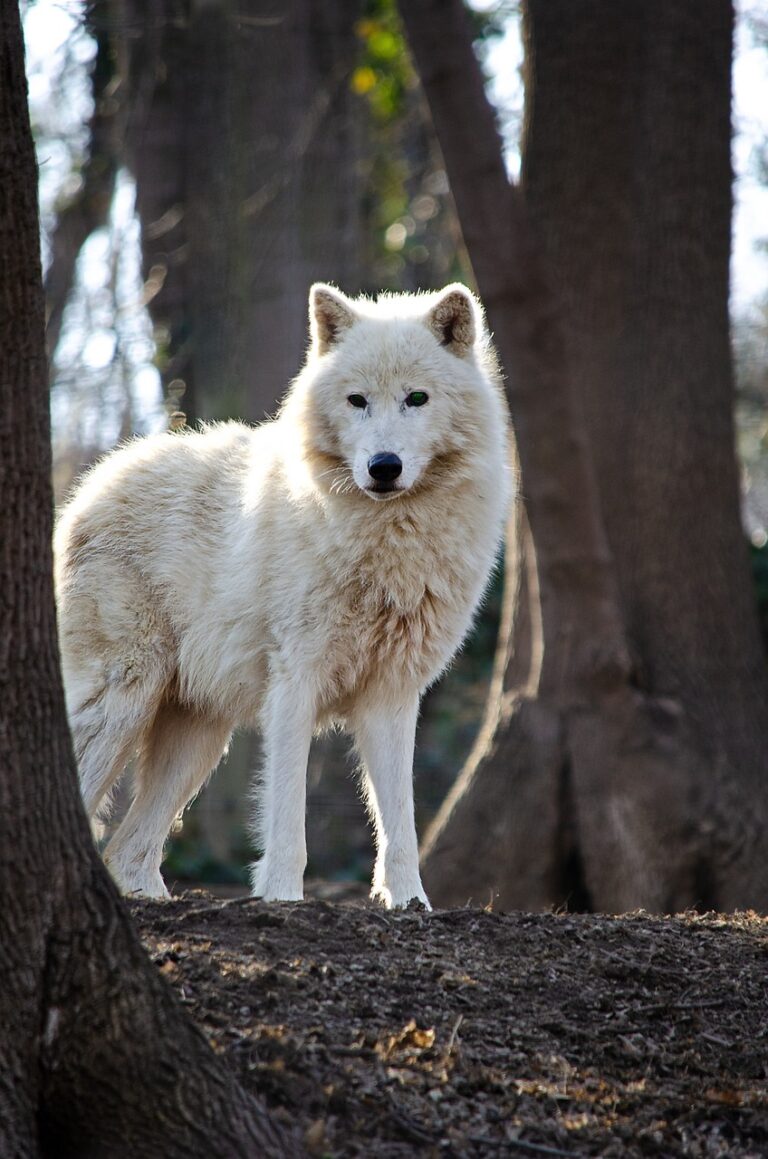 A wolf in open wilderness