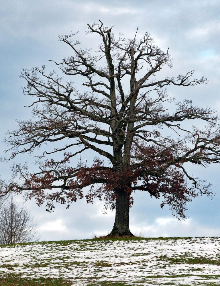 A single broad tree in open ground