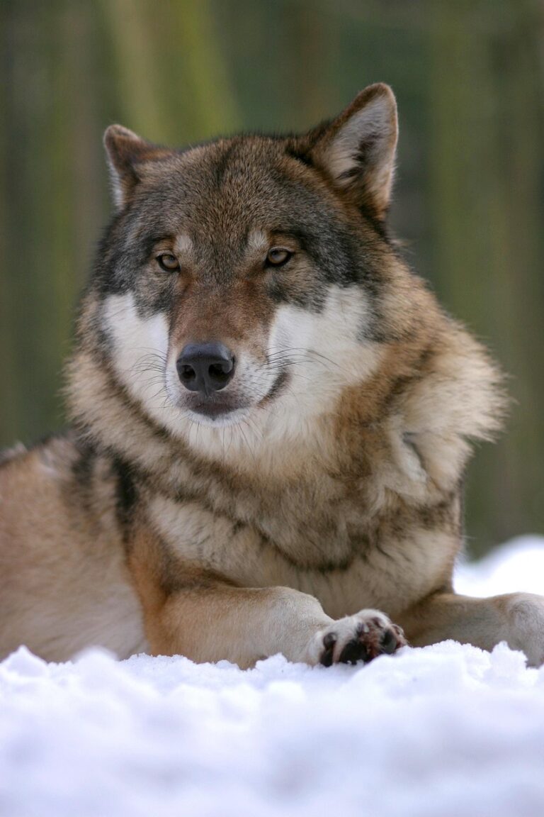 A wolf standing alert at the treeline