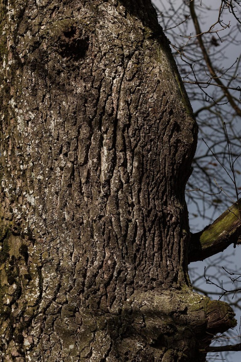 An old oak standing alone in a field