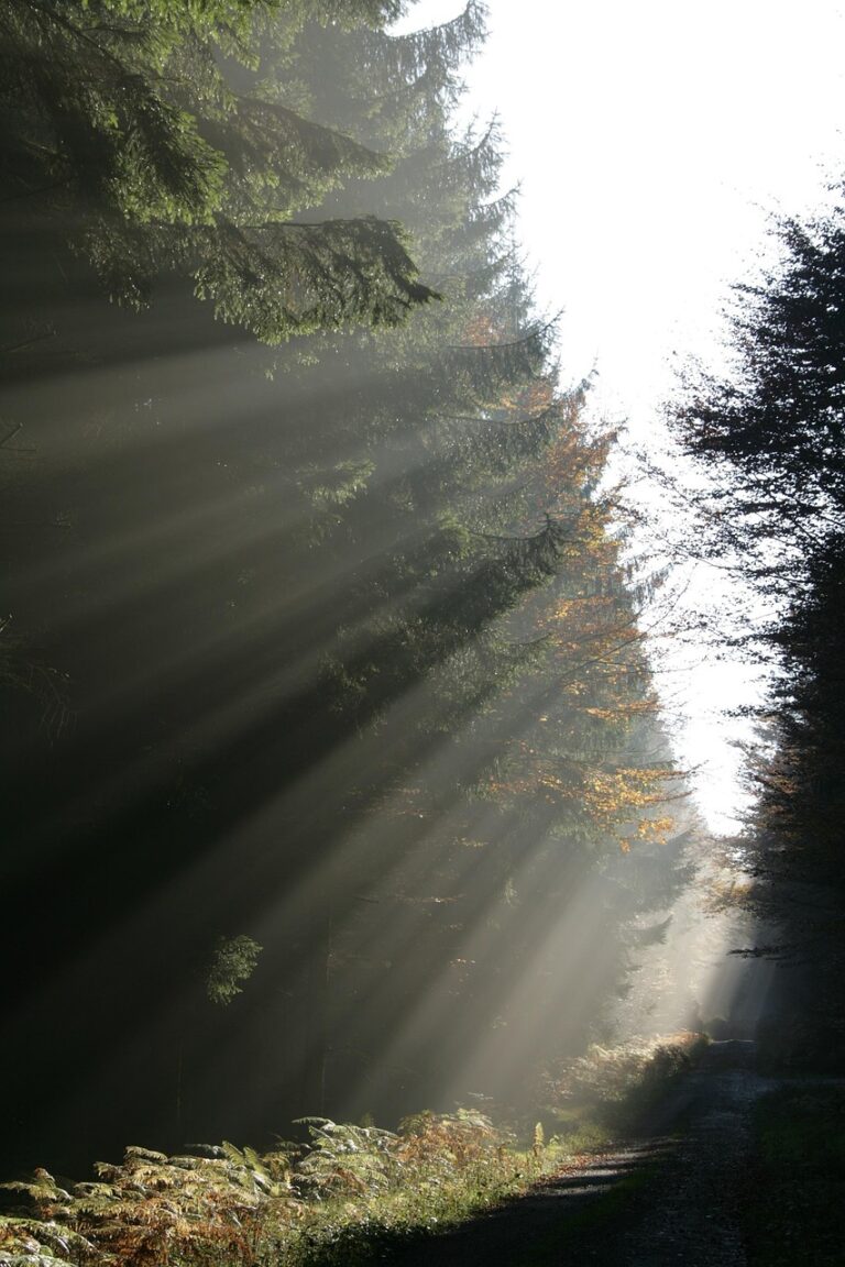 Dense woodland under low cloud