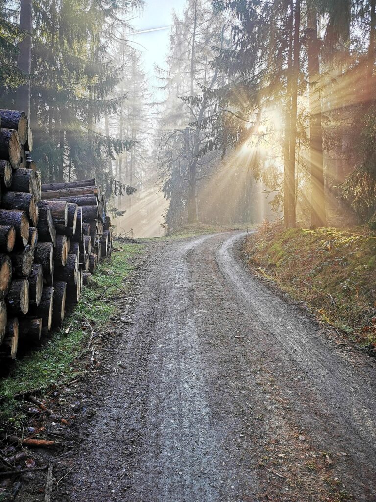A path running into fog through dense forest