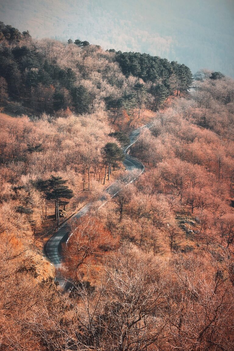 A track disappearing into mist between trees