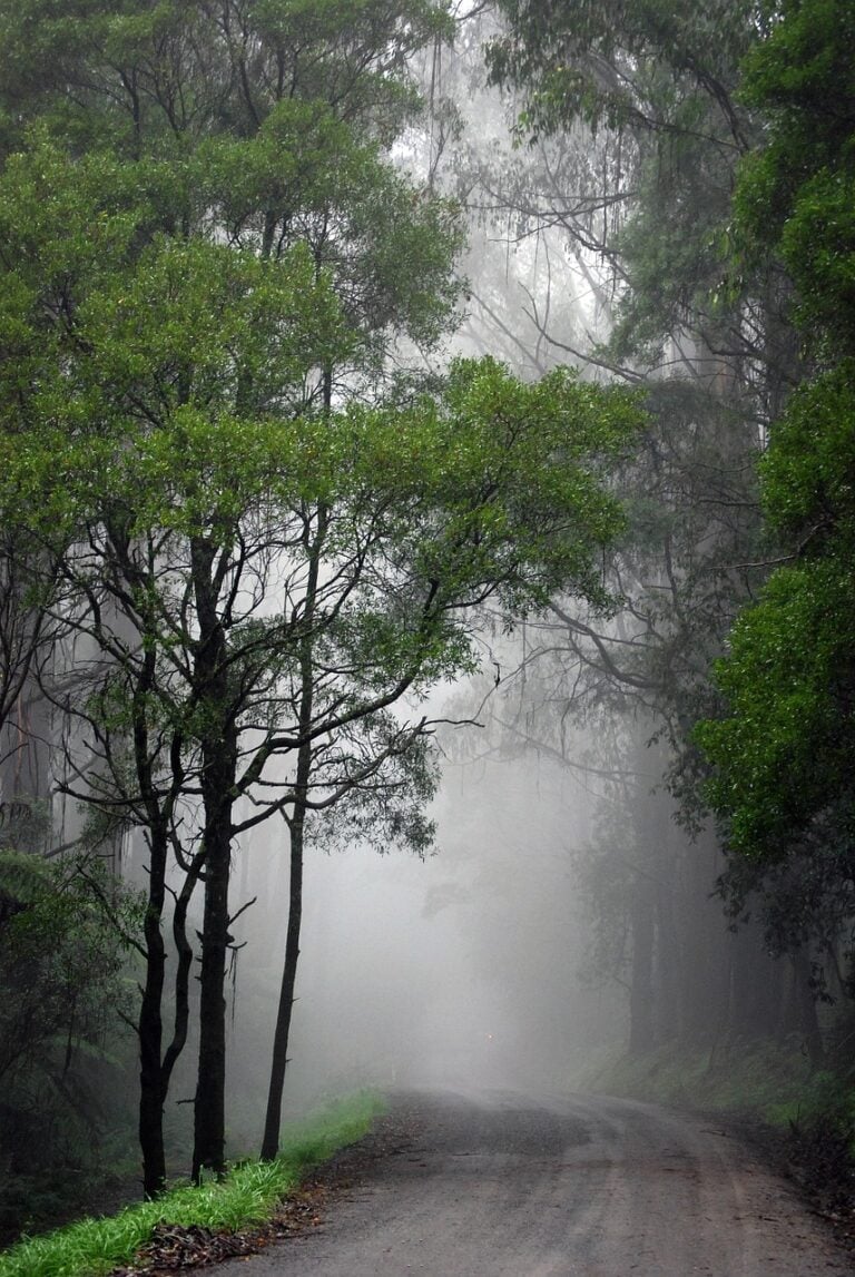Dense woodland under low cloud