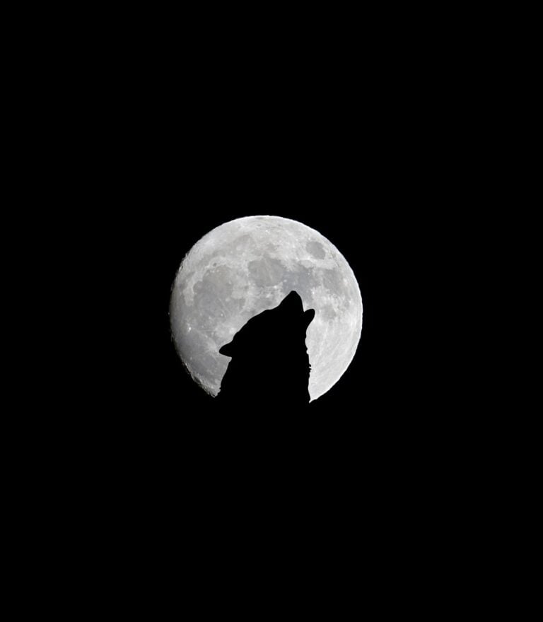 A lone wolf on open ground