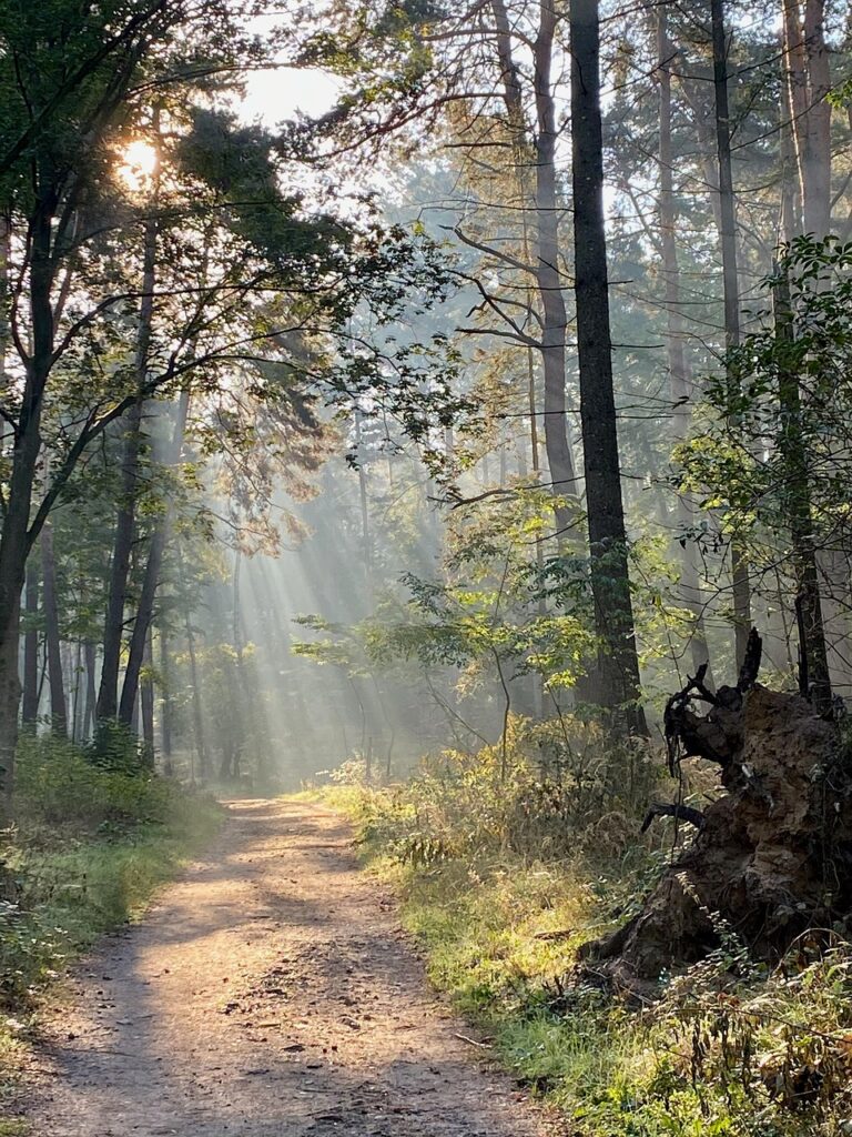 A track disappearing into mist between trees