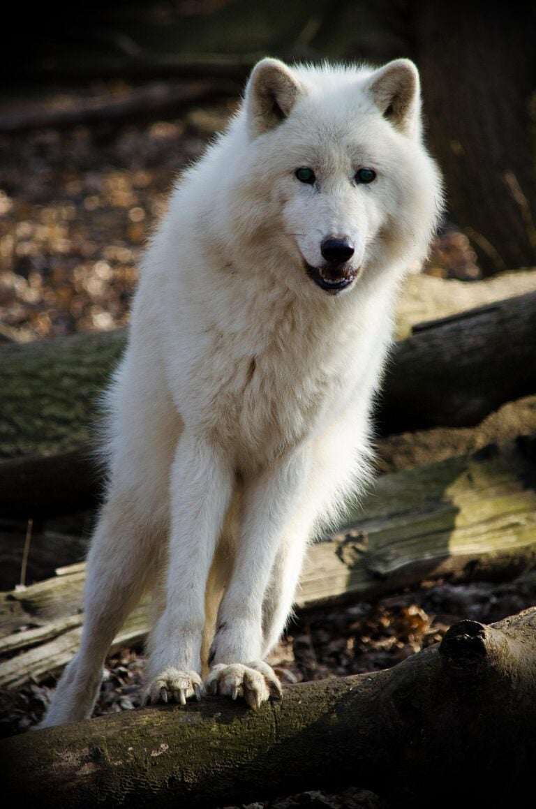 A wolf standing alert at the treeline