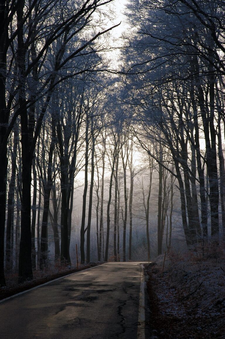 Dense woodland under low cloud