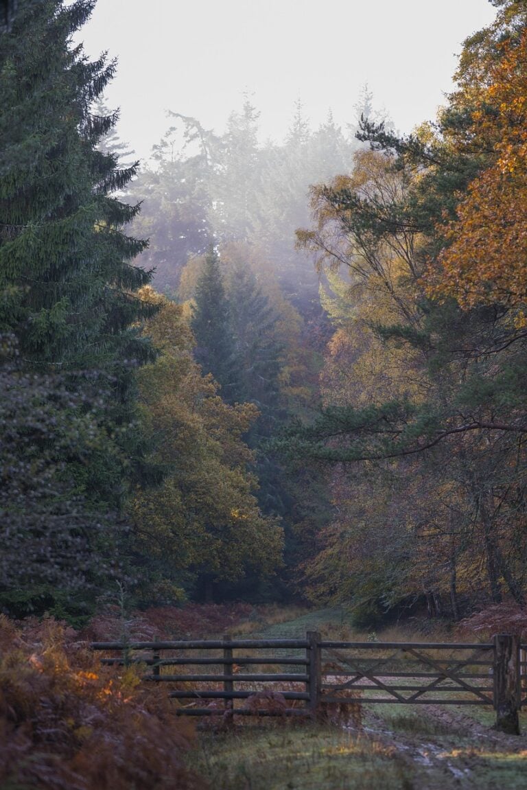 A track disappearing into mist between trees