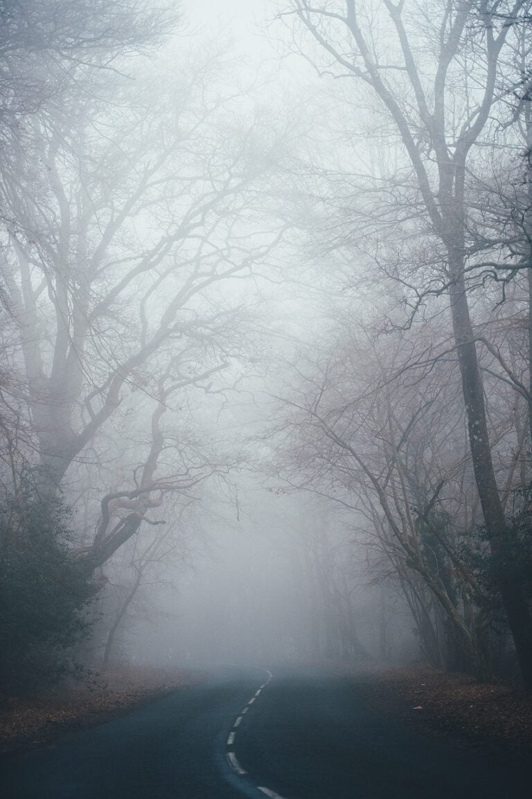 A trail through fog-covered pines