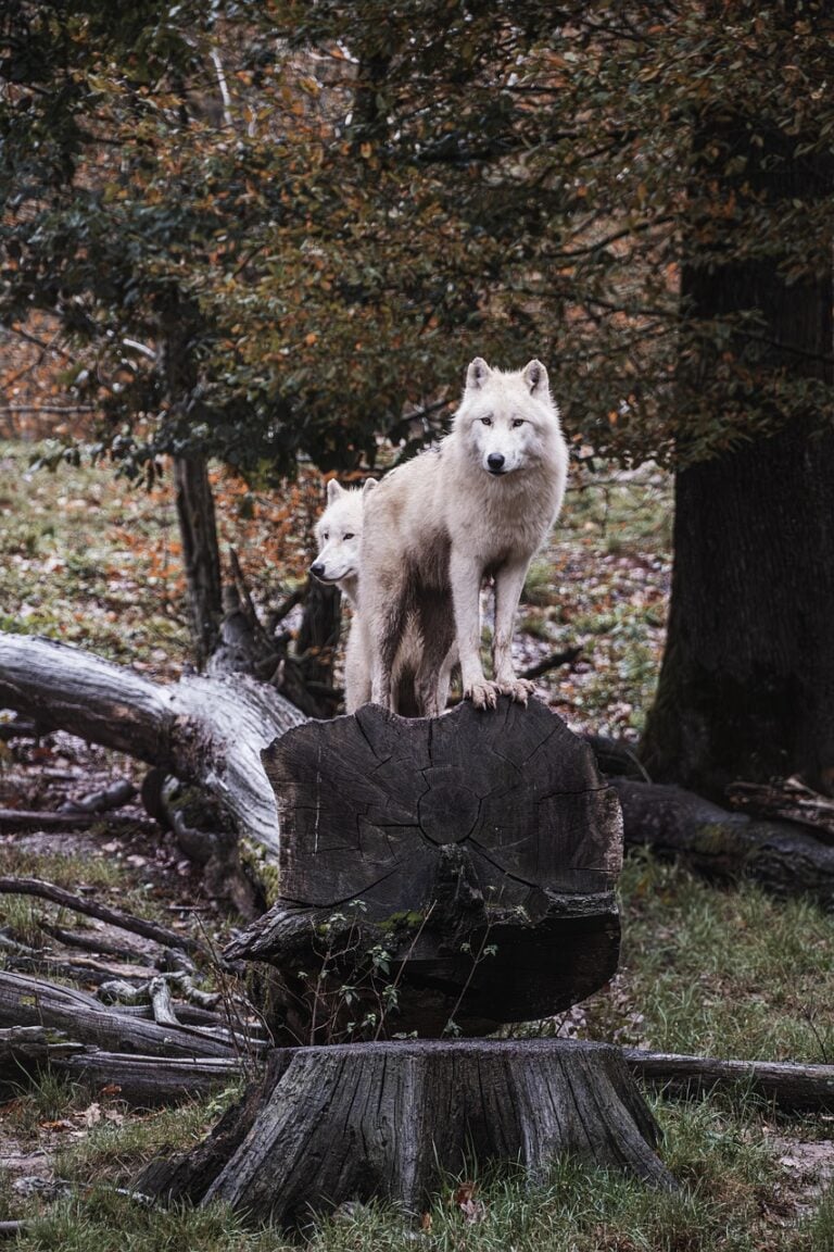 A wolf standing alert at the treeline