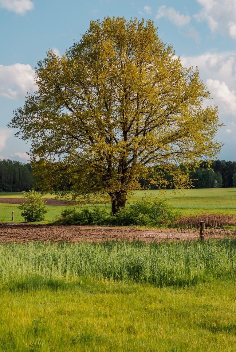 An old oak standing alone in a field