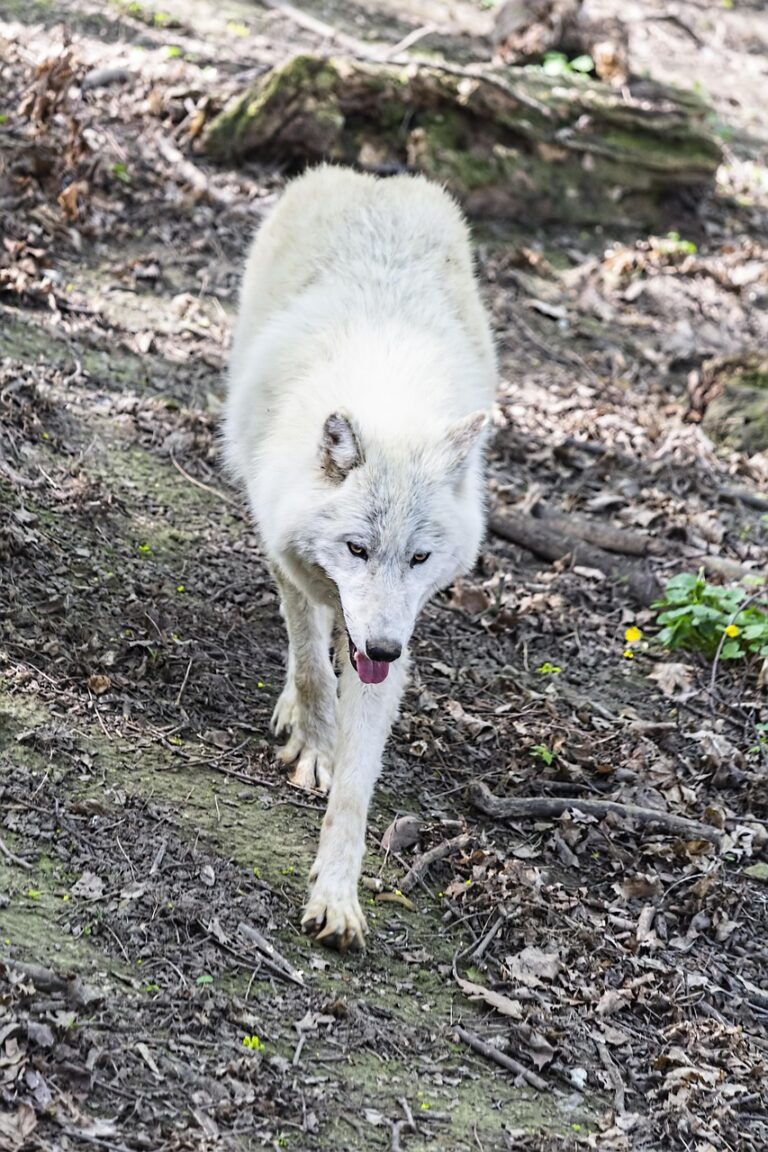 A wolf standing alert at the treeline