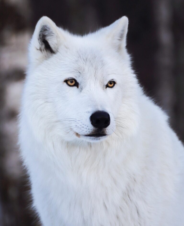 A wolf watching from cover