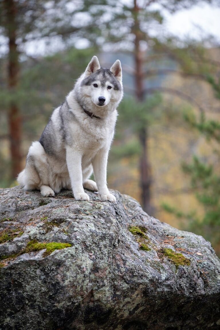 A lone wolf on open ground