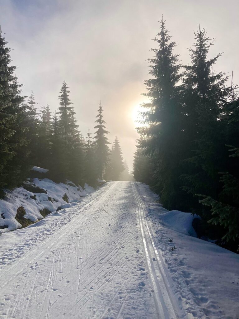 A path running into fog through dense forest