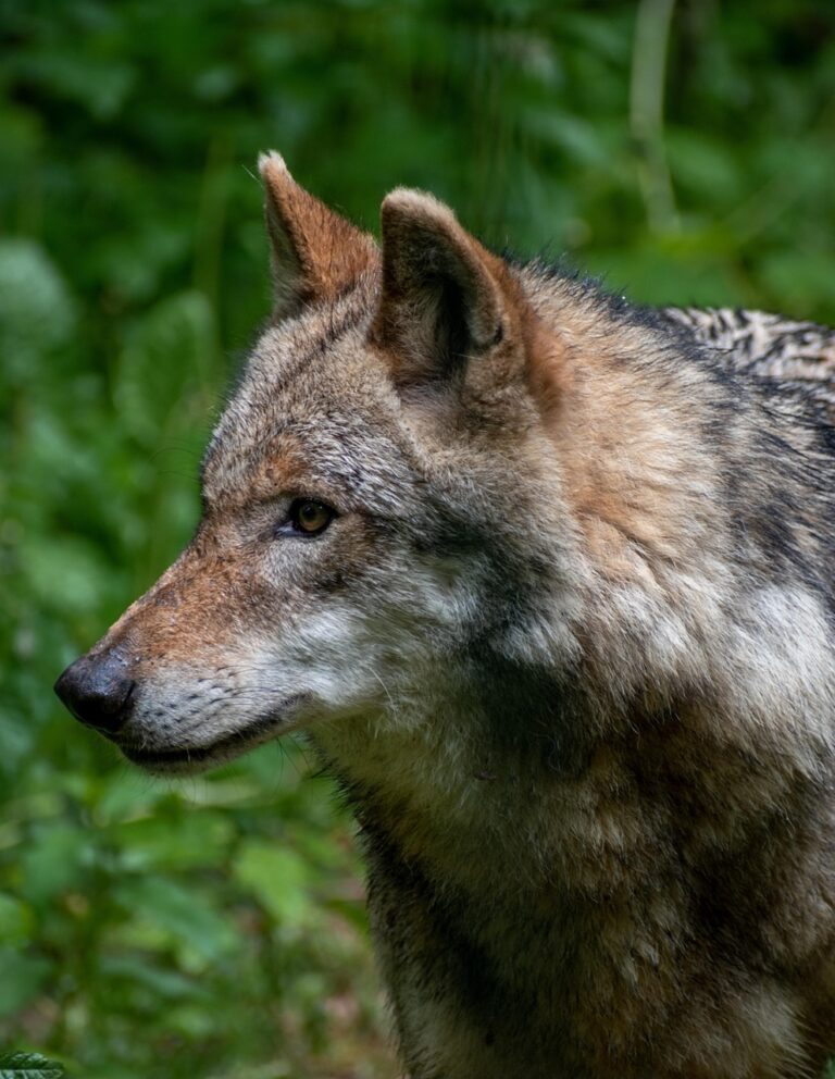 A wolf in open wilderness
