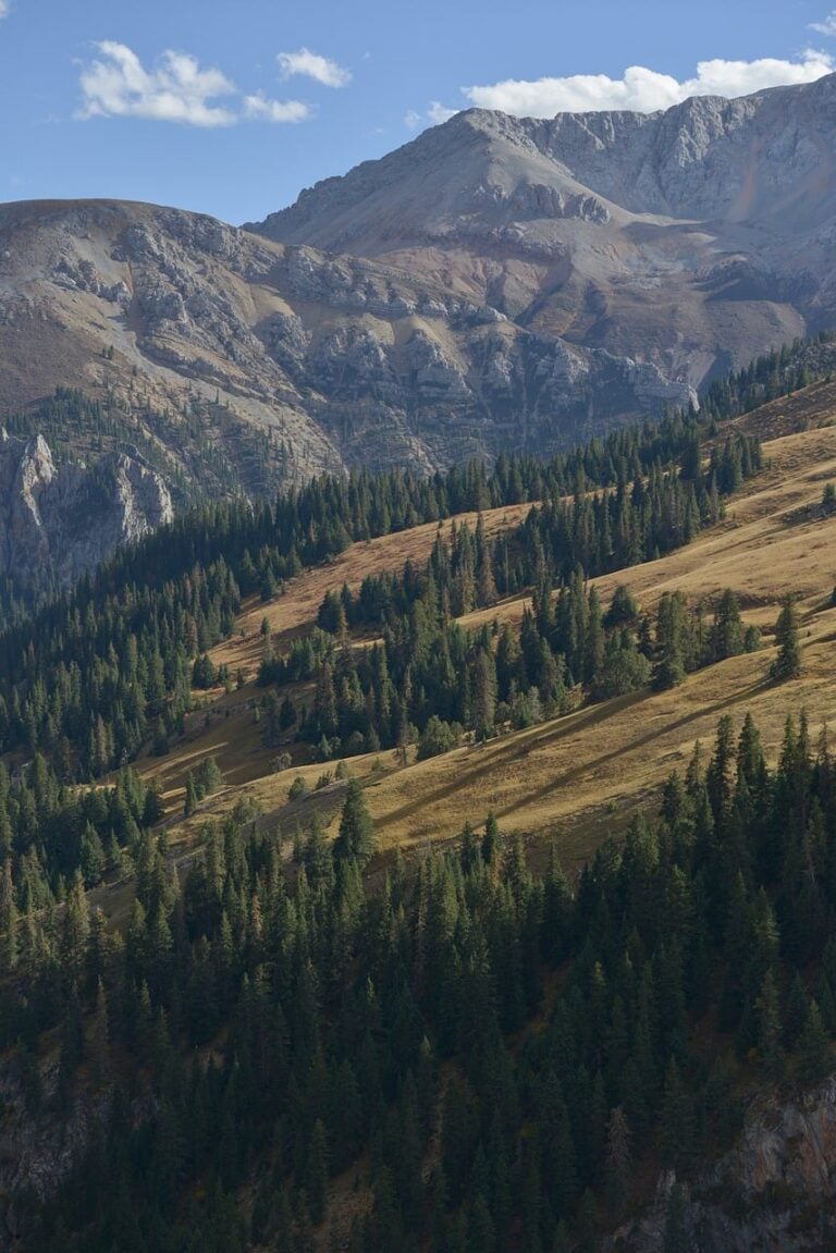 A wolf standing alert at the treeline