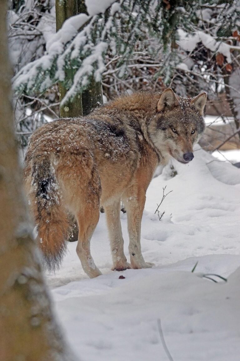 A wolf in open wilderness