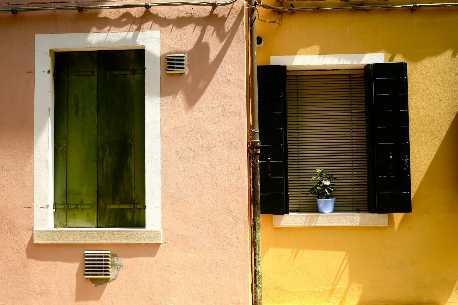 green potted plant beside window Toxic Air