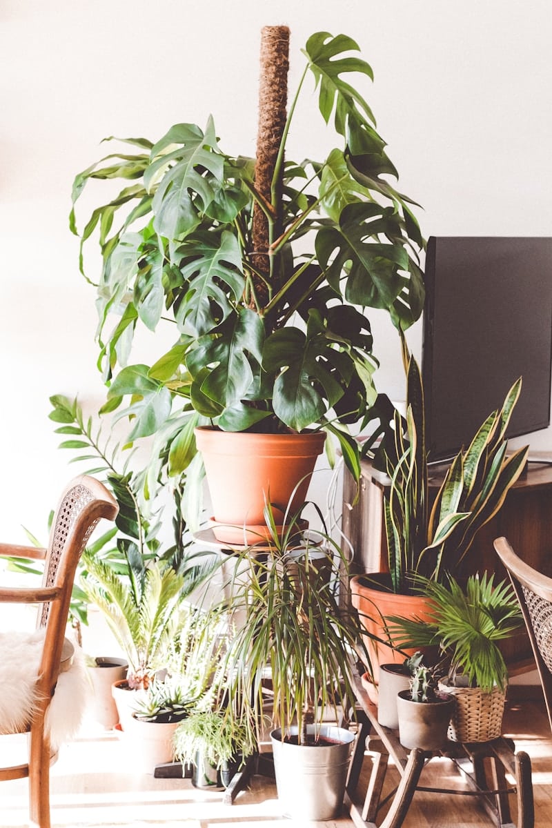 green plants between armchair and flat screen TV - Ditching Toxic Cleaners