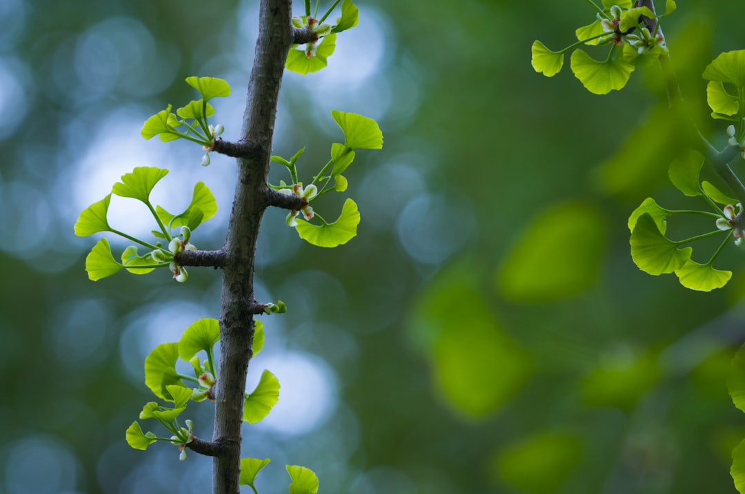 a branch of a tree with green leaves - The Gut-Brain Axis