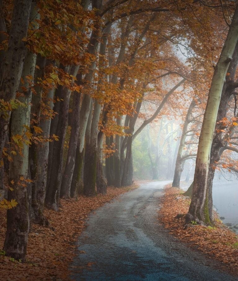 A path running into fog through dense forest
