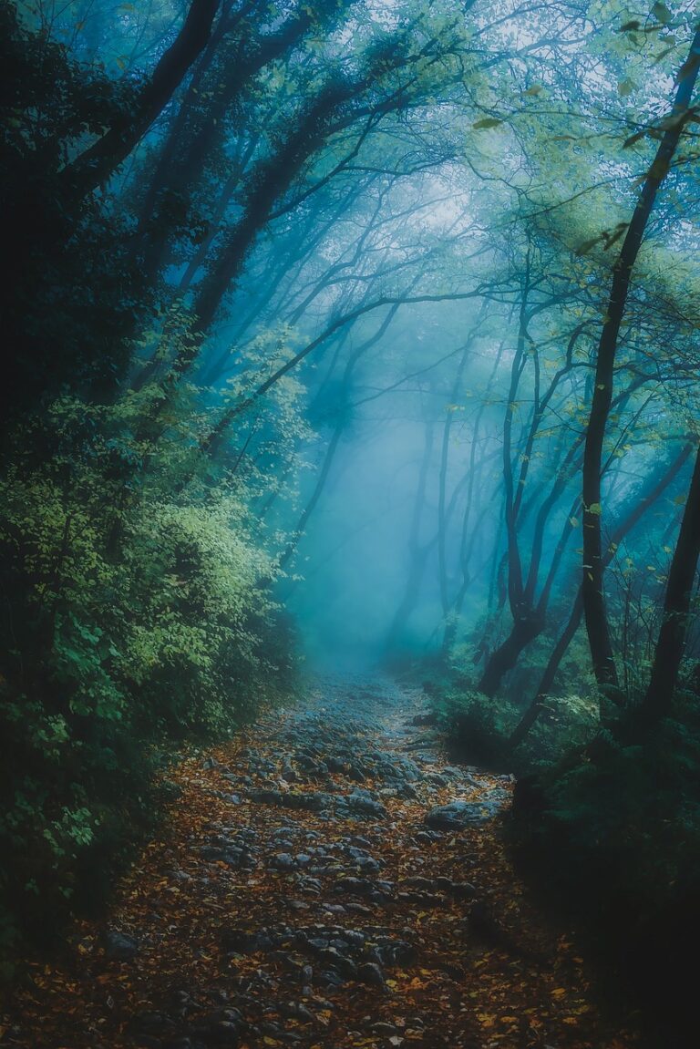 A path running into fog through dense forest
