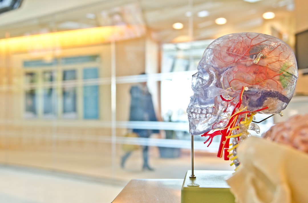 selective focus phot of artificial human skull - Brain-Boosting Foods