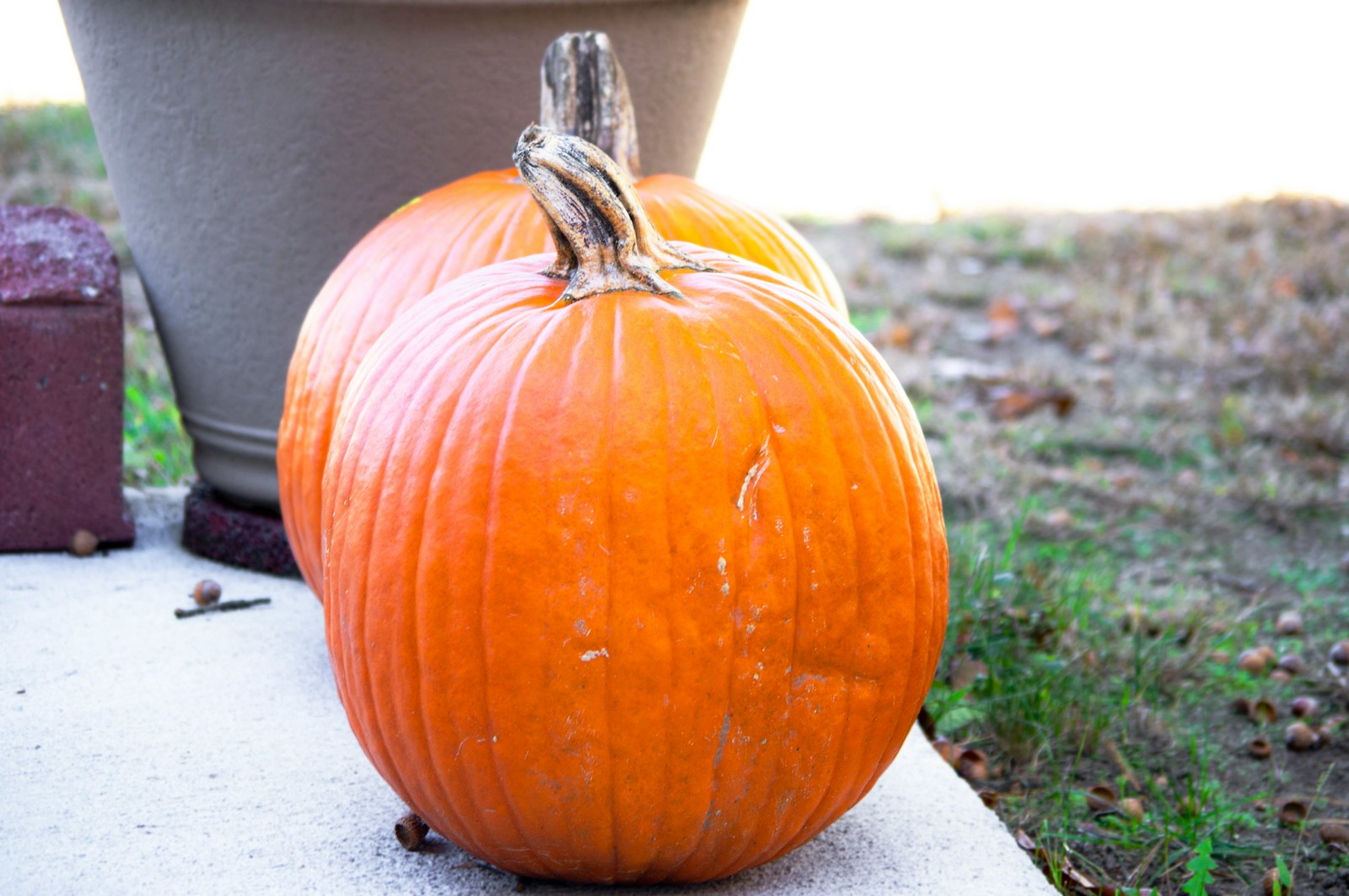 a large pumpkin sitting on the ground next to a potted plant Nutritional