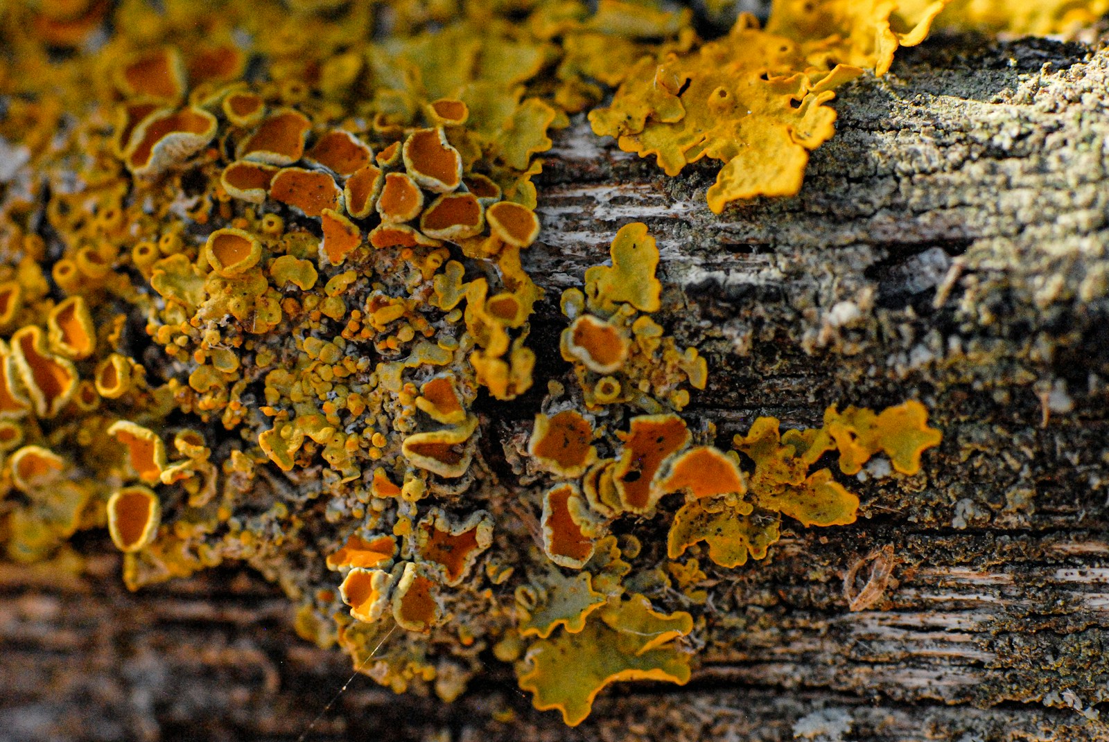 a close up of a tree trunk covered in lichen Mold exposure