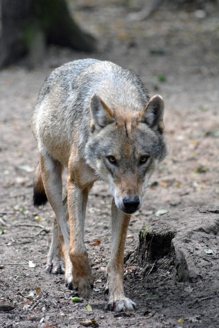 A lone wolf on open ground