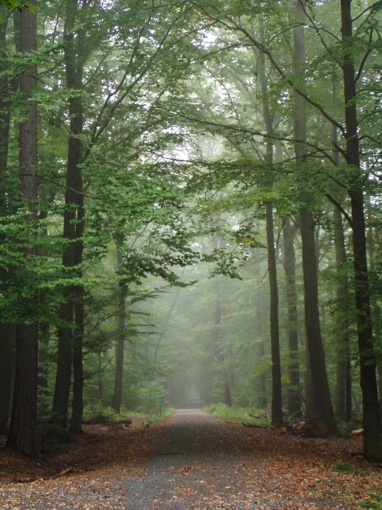 A trail through fog-covered pines