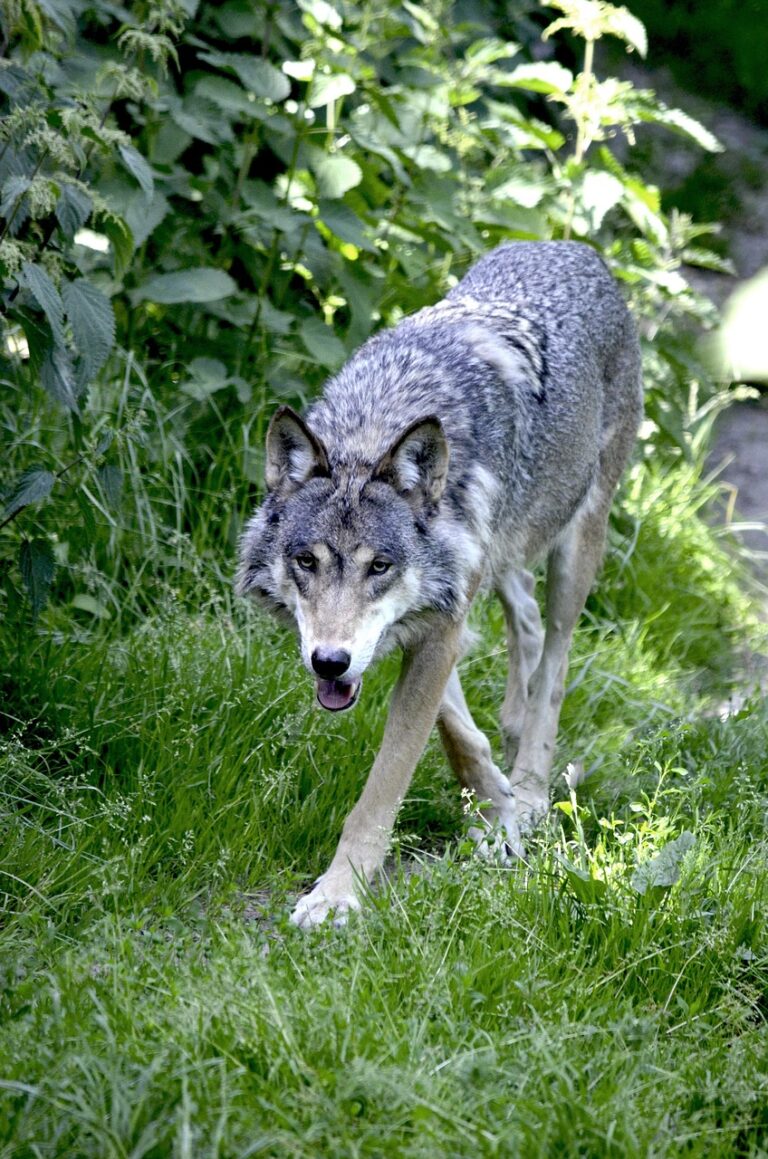 A wolf in open wilderness