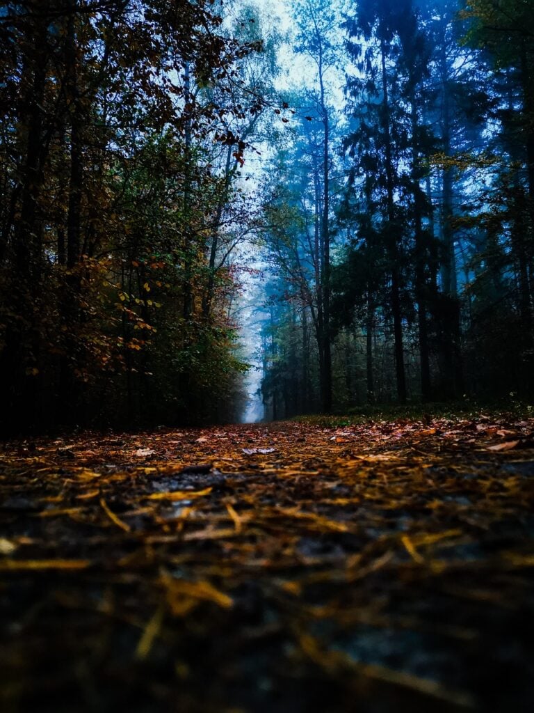 A track disappearing into mist between trees