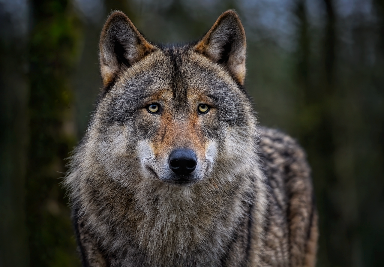 wolf, eurasian wolf, nature, common wolf, grey wolf, canine, mammal, animal, canis lupus, wild dog, wildlife, wild animal, predator, hunter, wolf, wolf, wolf, wolf, wolf