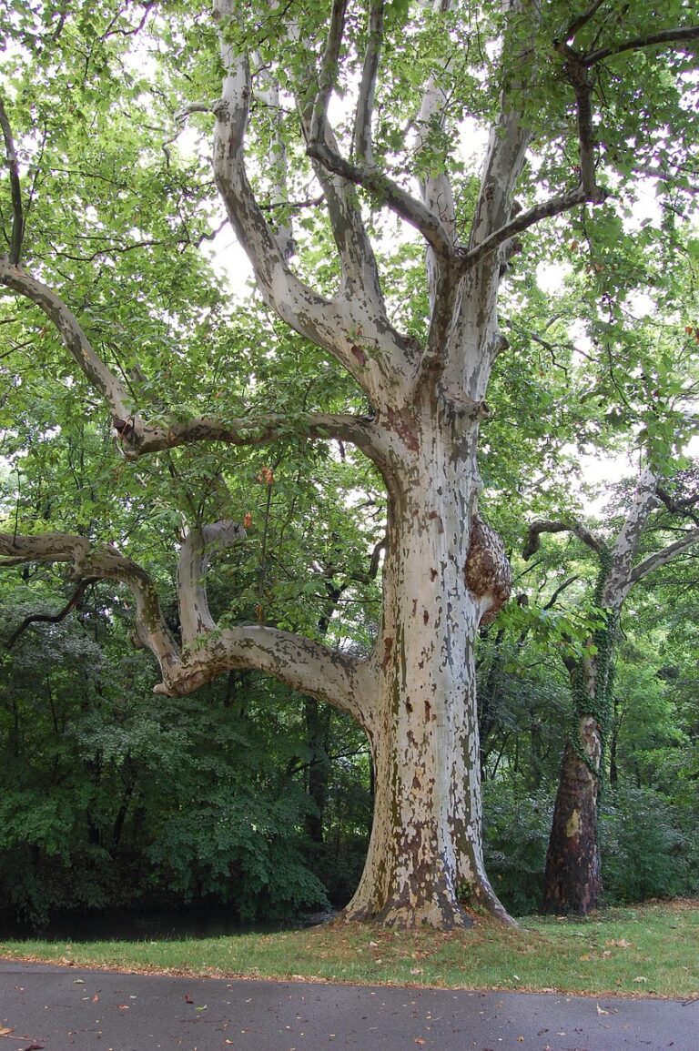 A single broad tree in open ground
