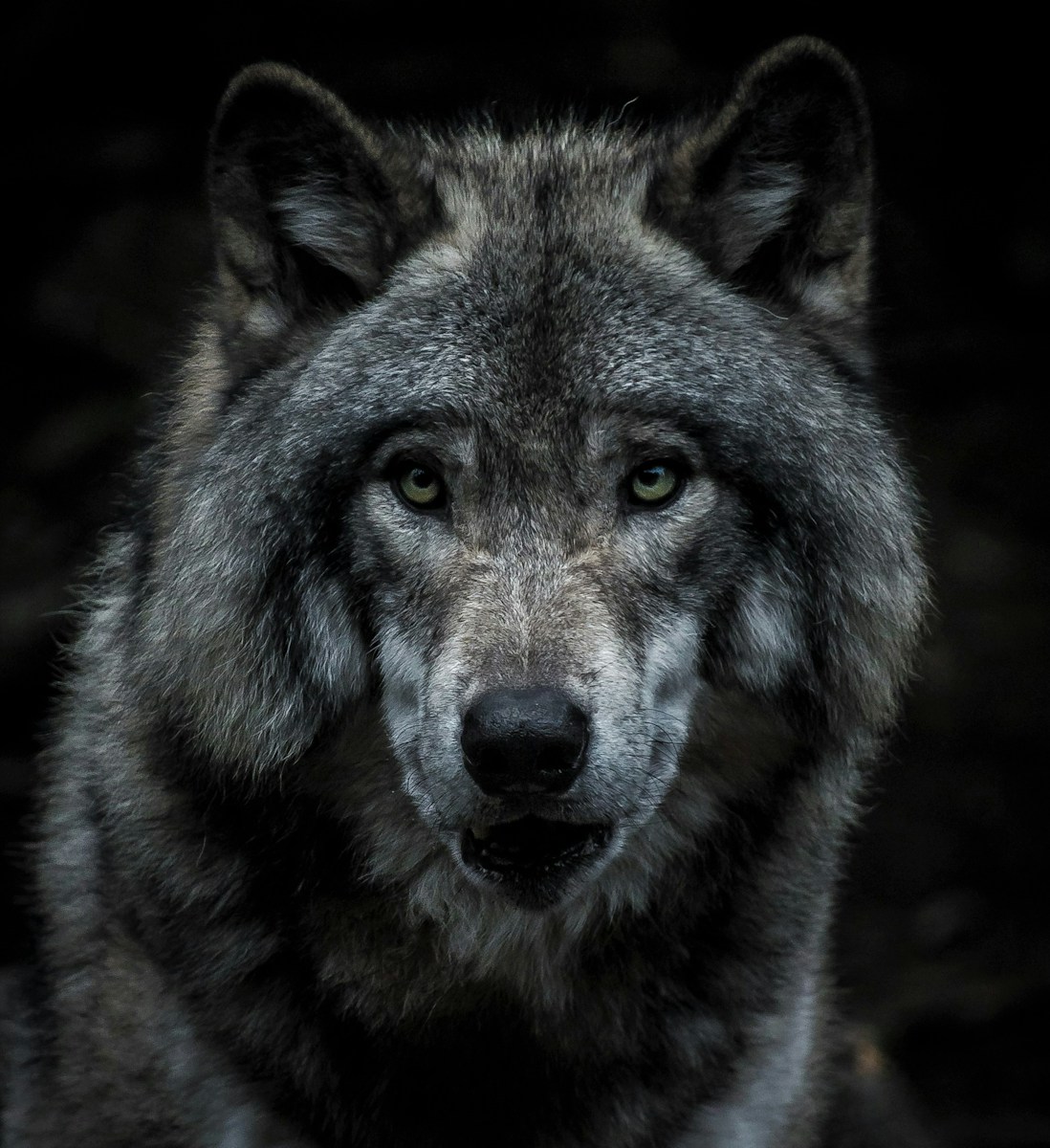 Photo by Marc-Olivier Jodoin black and brown wolf painting