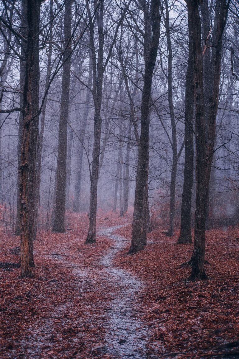 A trail through fog-covered pines