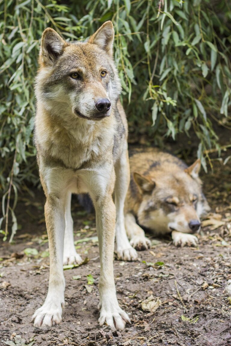 A lone wolf on open ground