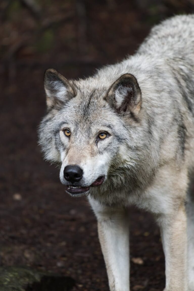 A wolf in open wilderness