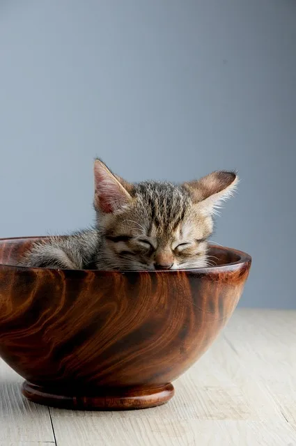 Pet animal representing harmony nature