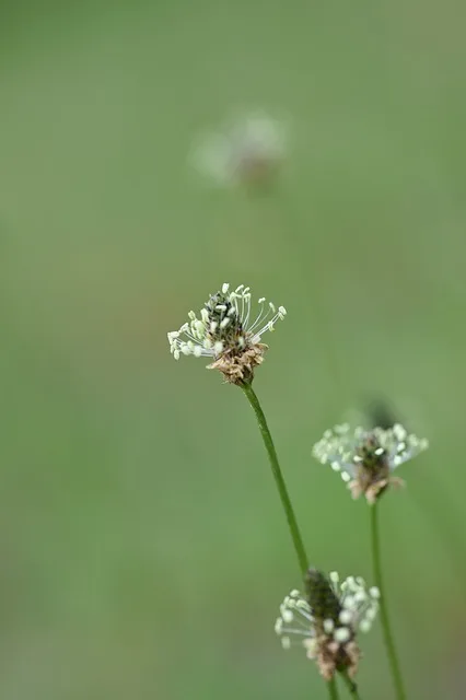 Rid Wort Plantain for Resilient Wisdom