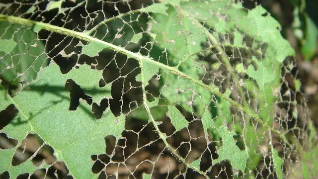 Leaky Gut and Autoimmunity: The Connection