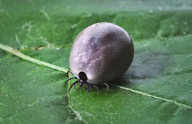 Lyme Disease: Chronic Infection Guide
